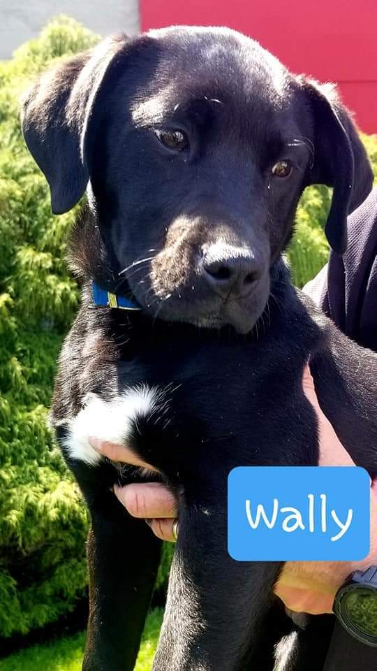 Wally