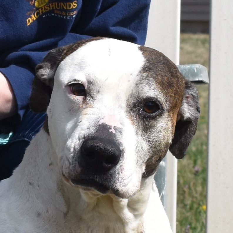Opal, an adoptable Terrier in Auburn, NE, 68305 | Photo Image 1