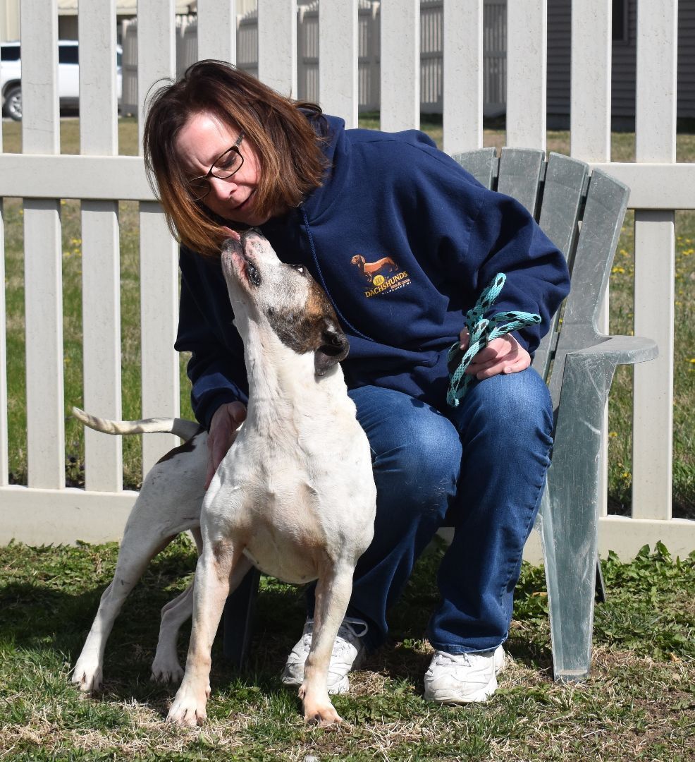 Opal, an adoptable Terrier in Auburn, NE, 68305 | Photo Image 2