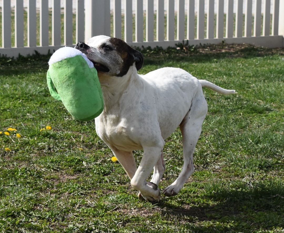Opal, an adoptable Terrier in Auburn, NE, 68305 | Photo Image 3