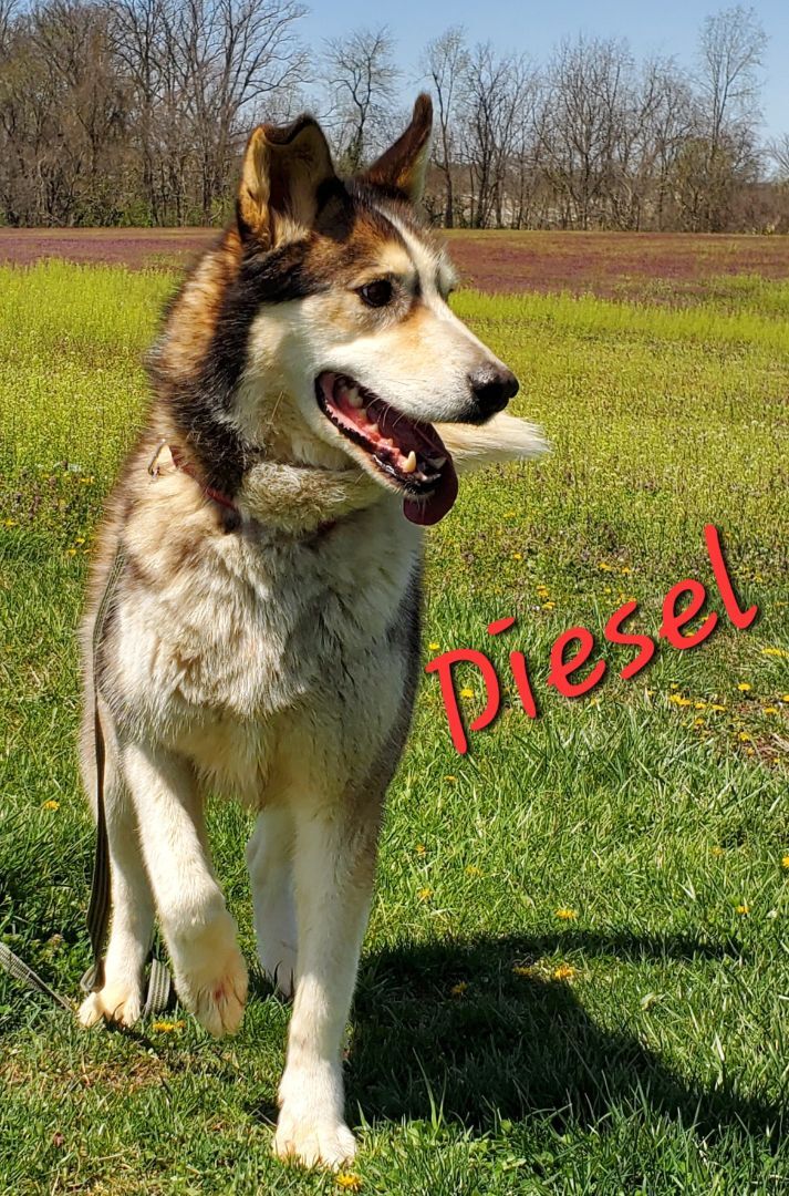 Diesel