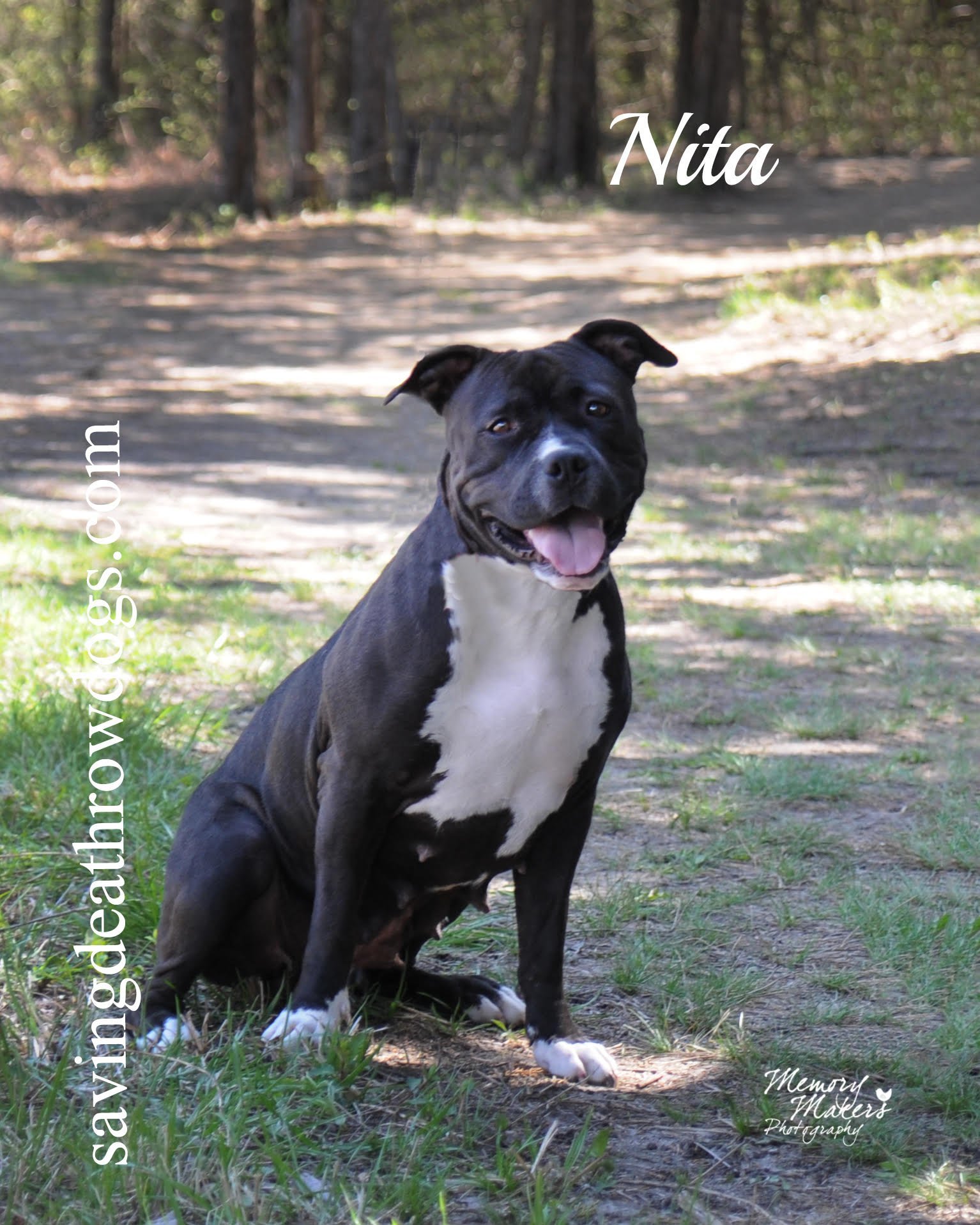 Nita, an adoptable Pit Bull Terrier in Topeka, KS, 66614 | Photo Image 1