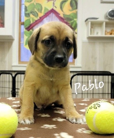 Pablo