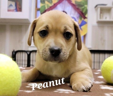 Peanut