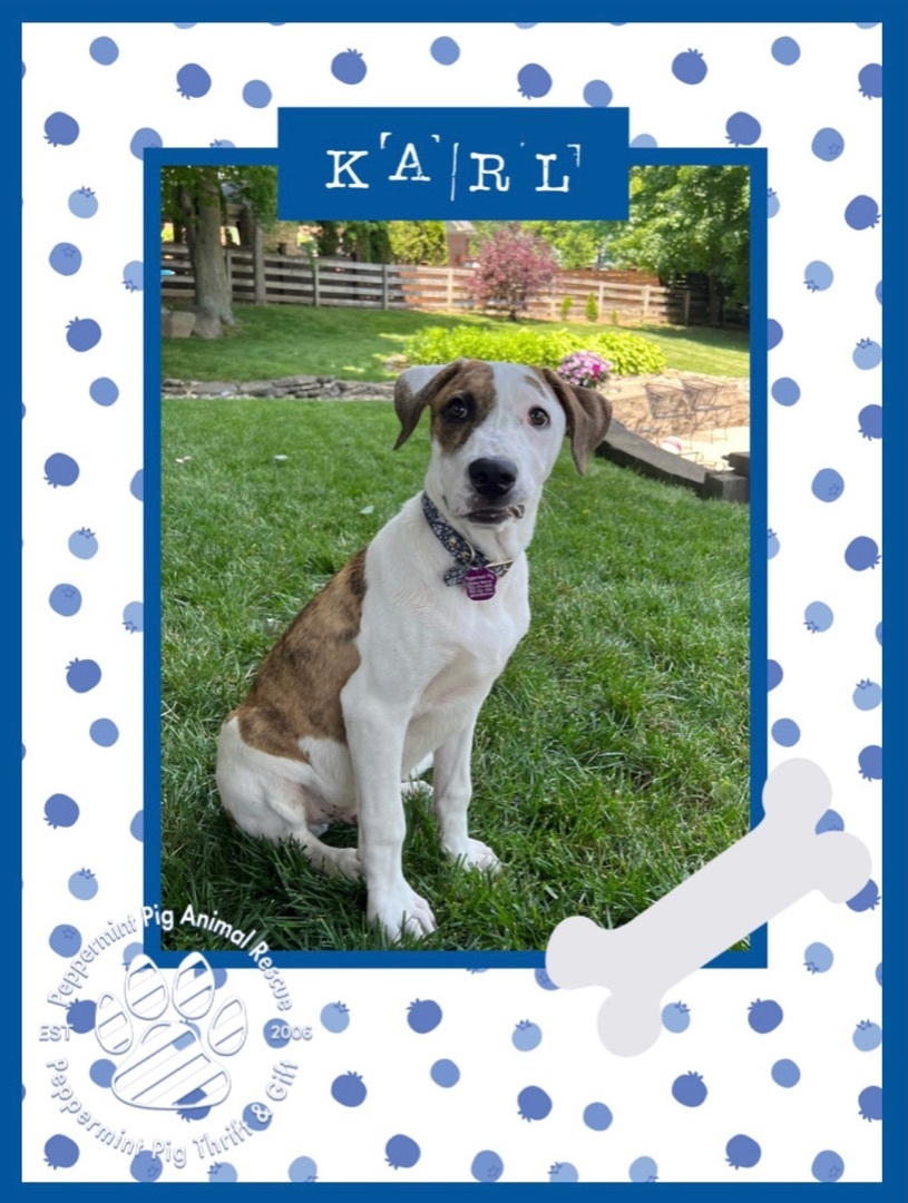 Karl, an adoptable Great Pyrenees, Boxer in Cincinnati, OH, 45255 | Photo Image 2