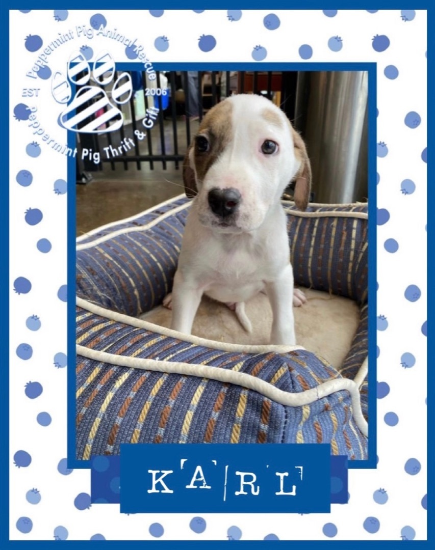Karl, an adoptable Great Pyrenees, Boxer in Cincinnati, OH, 45255 | Photo Image 4
