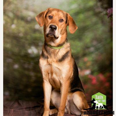 Cleatus, an adoptable Hound in Calgary, AB, T2A 6G9 | Photo Image 2