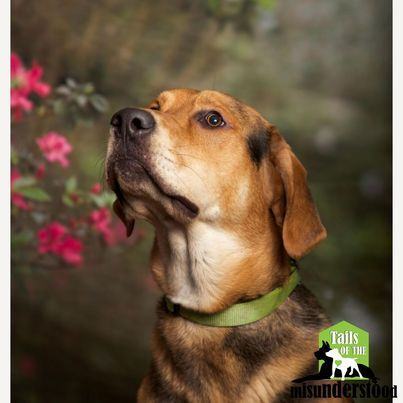 Cleatus, an adoptable Hound in Calgary, AB, T2A 6G9 | Photo Image 3