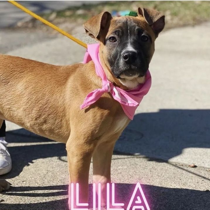 Lila