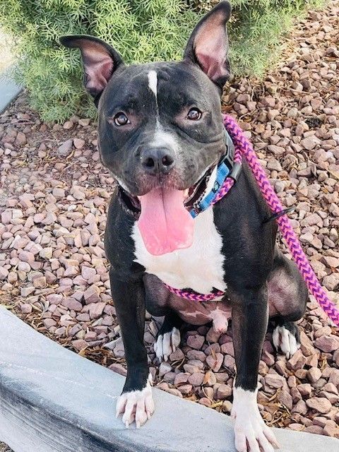 FRANKIE, an adoptable Pit Bull Terrier, Boxer in Las Vegas, NV, 89147 | Photo Image 4
