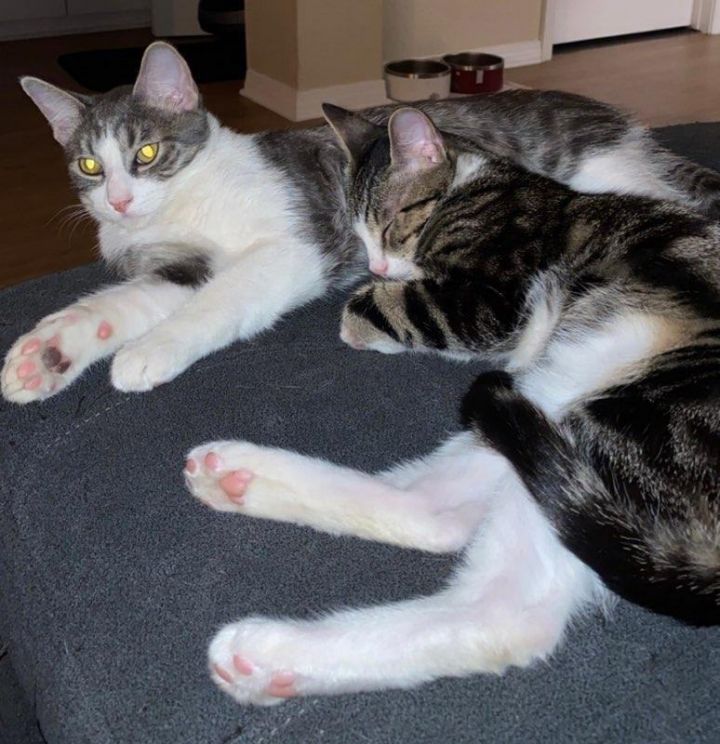 Tom and Goober , an adoptable Tabby Mix in Mission Viejo, CA_image-4