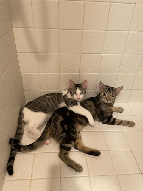 Tabitha and Tucker, an adoptable Tabby Mix in Mission Viejo, CA_image-1