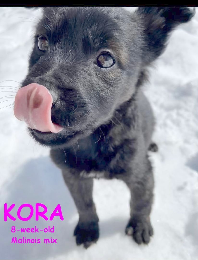 KORA