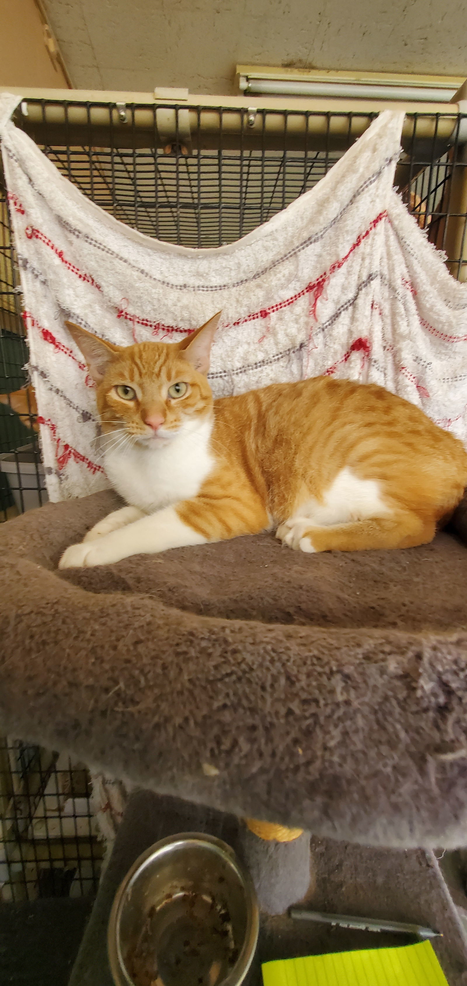 Thor, an adoptable Domestic Short Hair in Boston, KY, 40107 | Photo Image 1