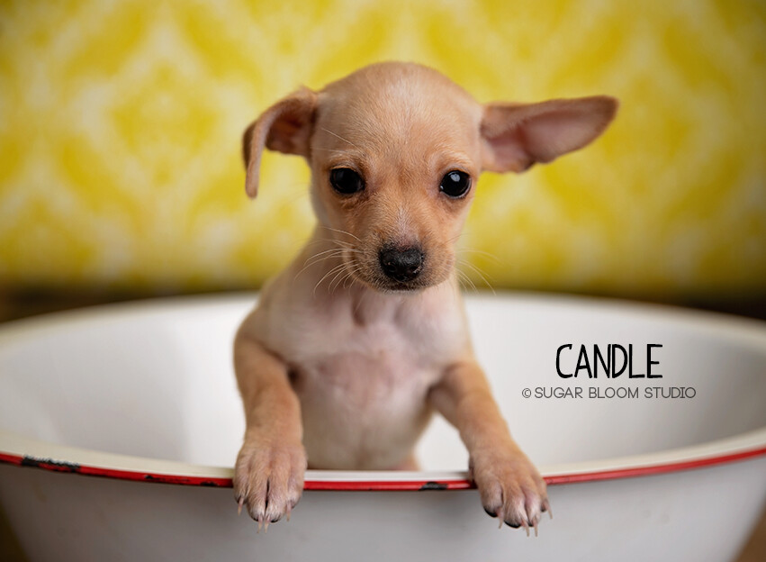 Candle