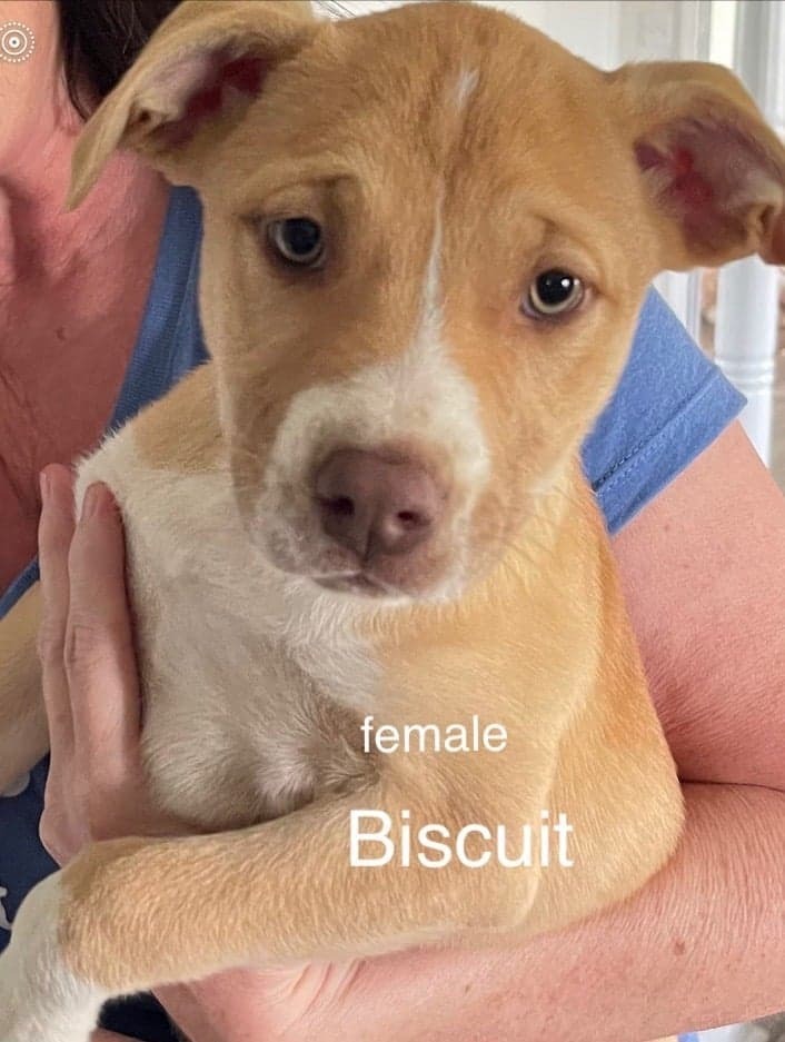 Biscuit