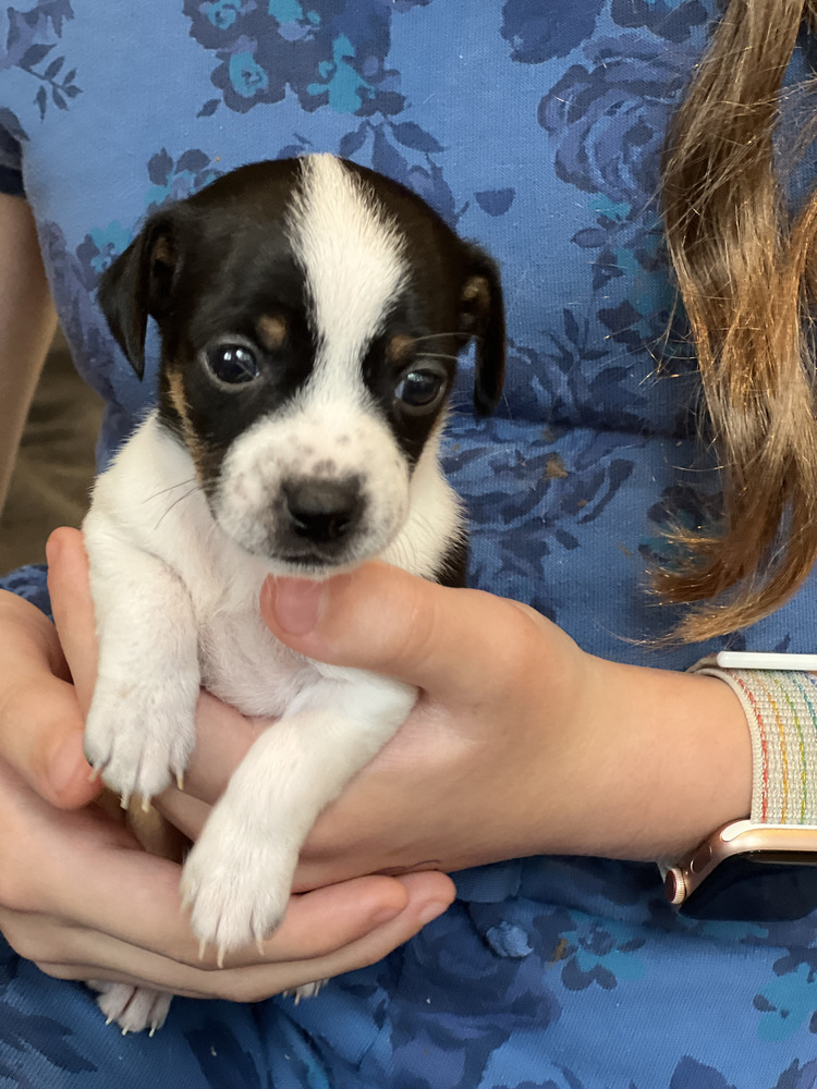 Hedwig (Lanie's Litter)