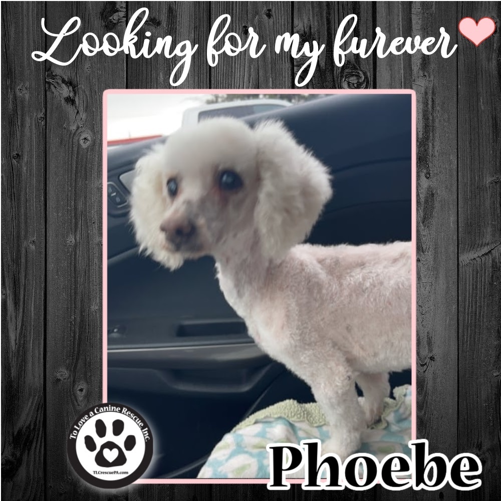 Phoebe 040222