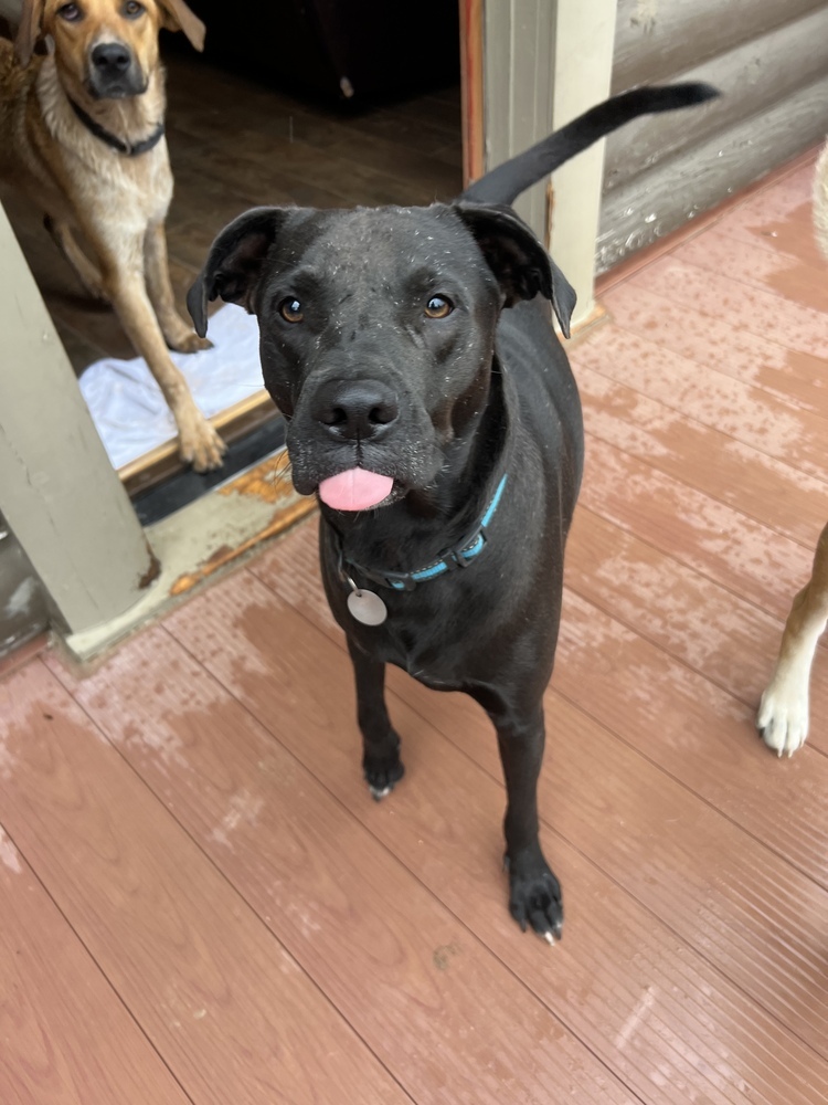 Black Jack, an adoptable Labrador Retriever in Oakwood, TX, 75855 | Photo Image 1