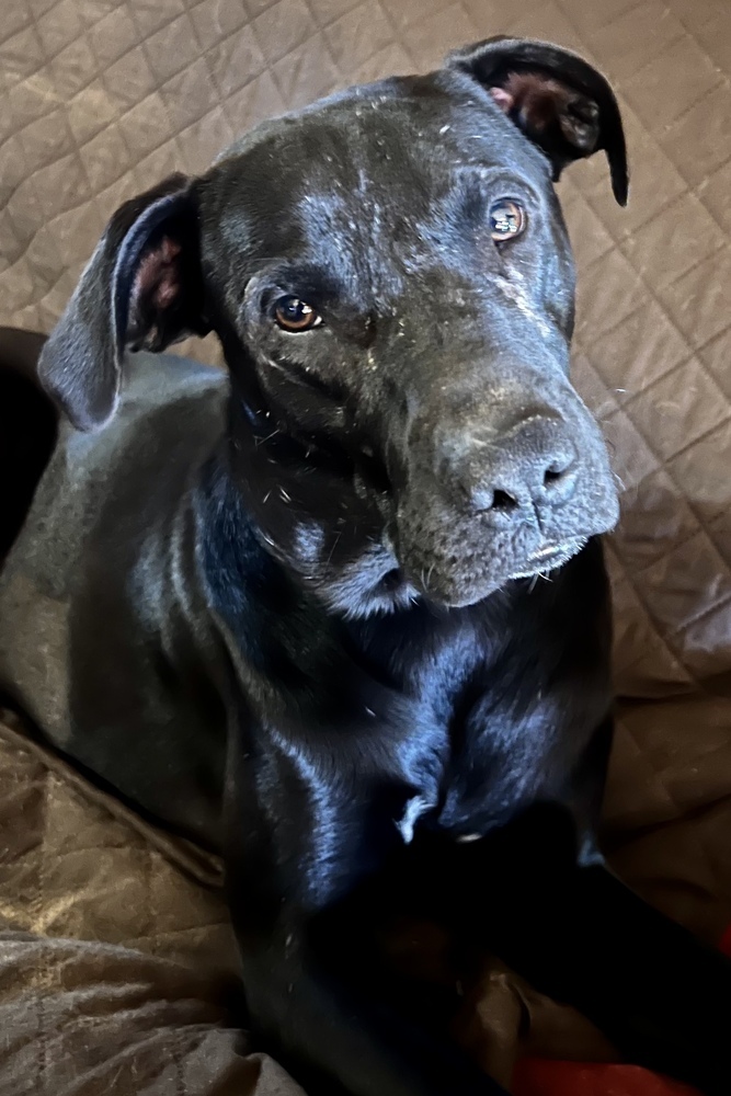 Black Jack, an adoptable Labrador Retriever in Oakwood, TX, 75855 | Photo Image 2