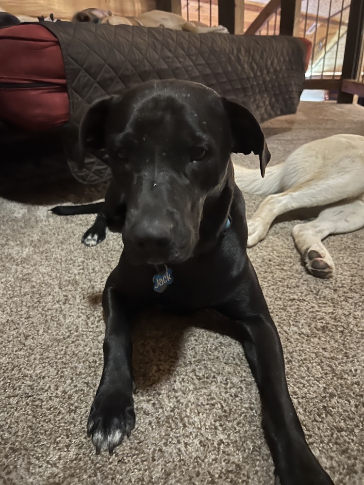 Black Jack, an adoptable Labrador Retriever in Oakwood, TX, 75855 | Photo Image 3