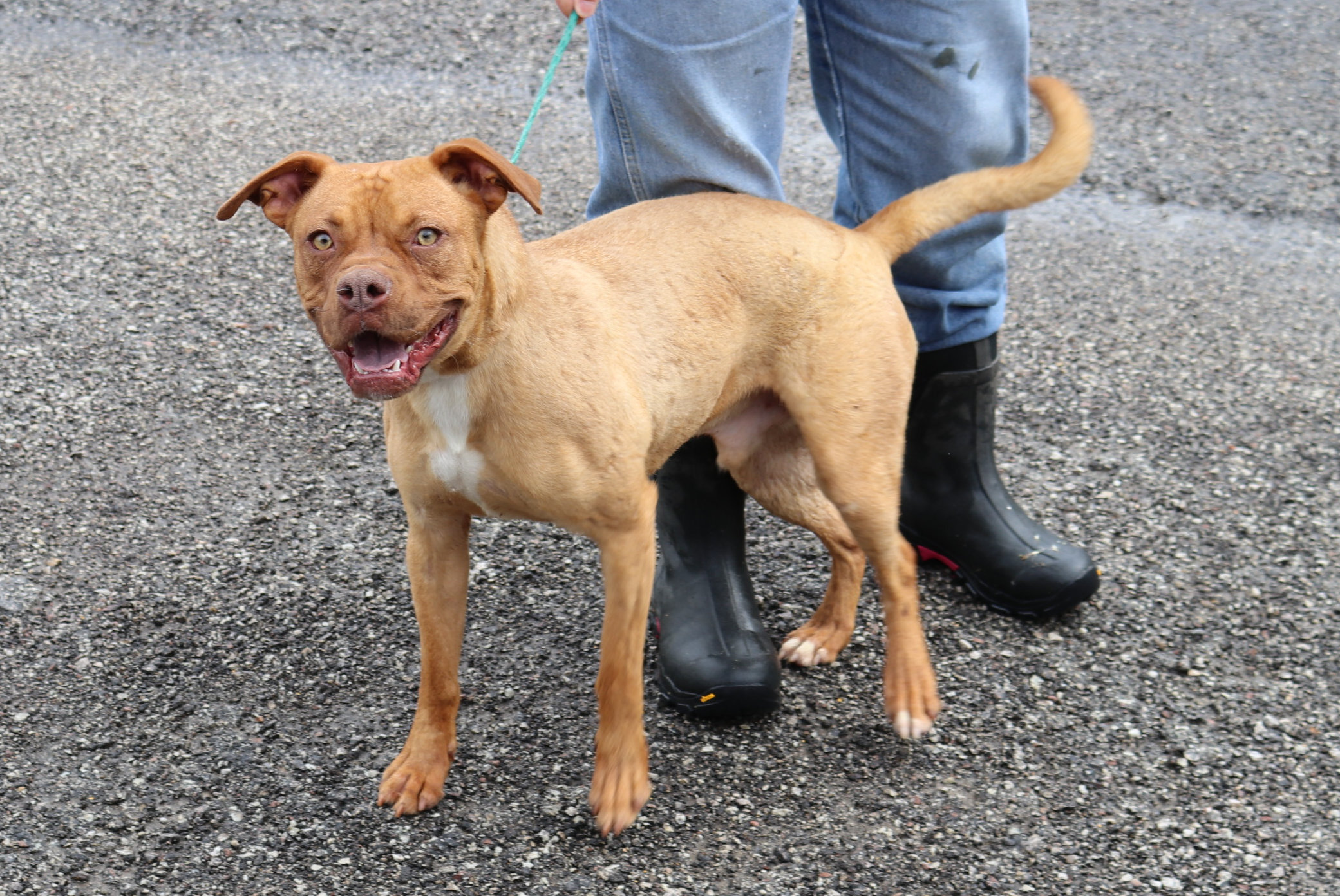 Hutch, an adoptable Boxer in Reeds Spring, MO, 65737 | Photo Image 1