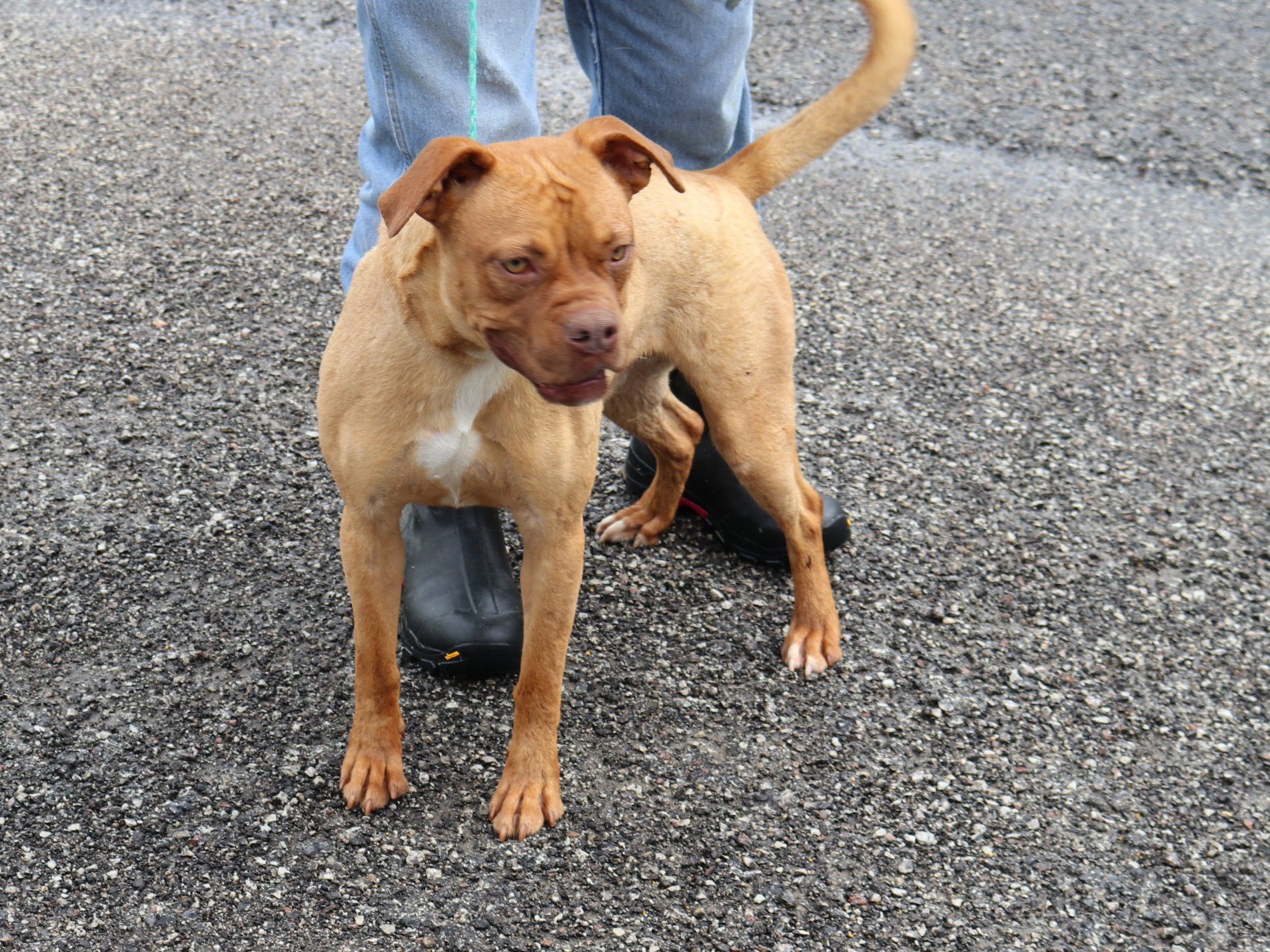 Hutch, an adoptable Boxer in Reeds Spring, MO, 65737 | Photo Image 2