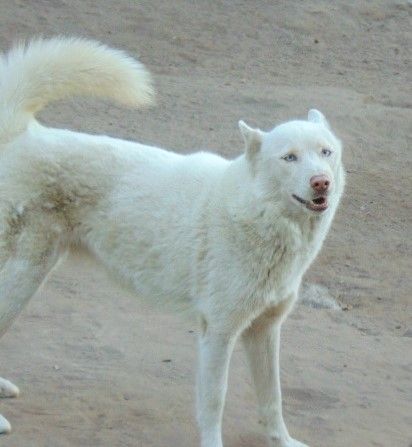 Blossom, an adoptable Samoyed in San Juan Bautista, CA, 95045 | Photo Image 2