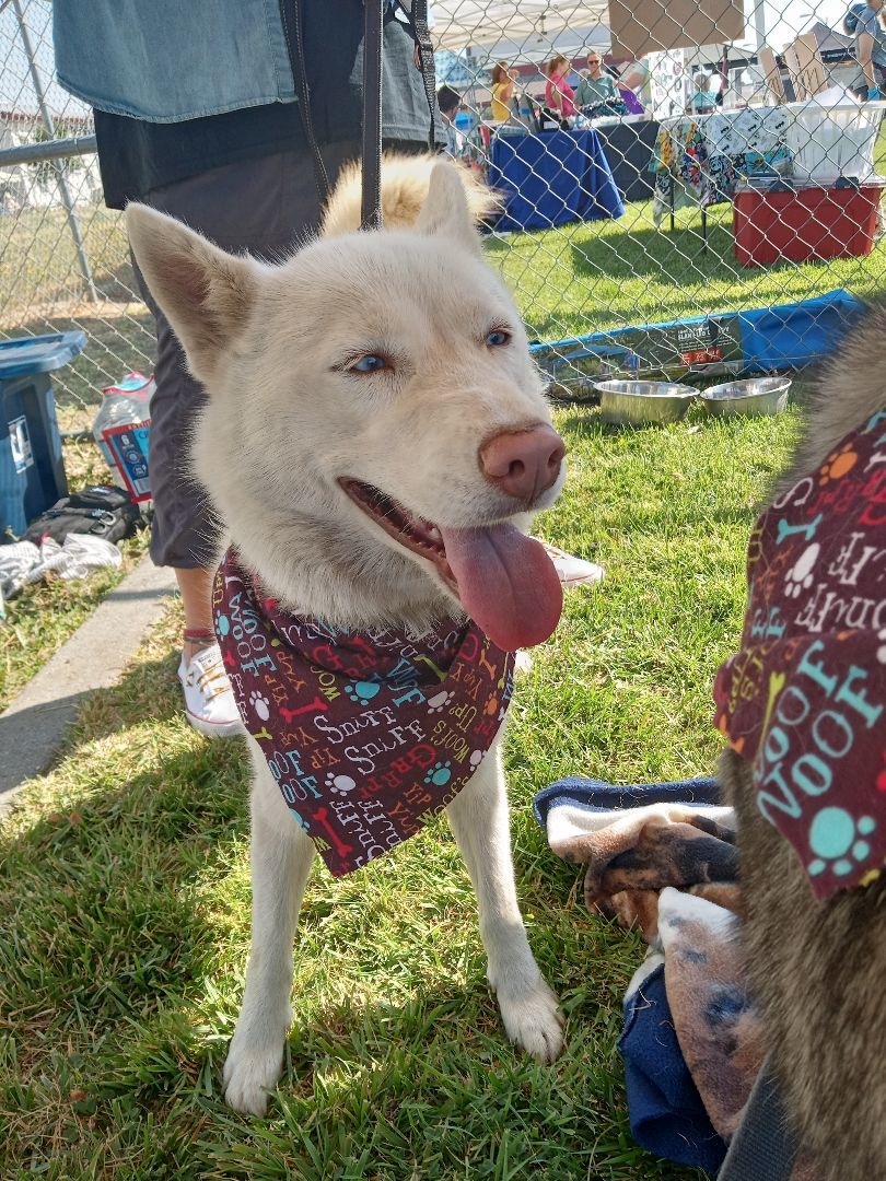 Blossom, an adoptable Samoyed in San Juan Bautista, CA, 95045 | Photo Image 3