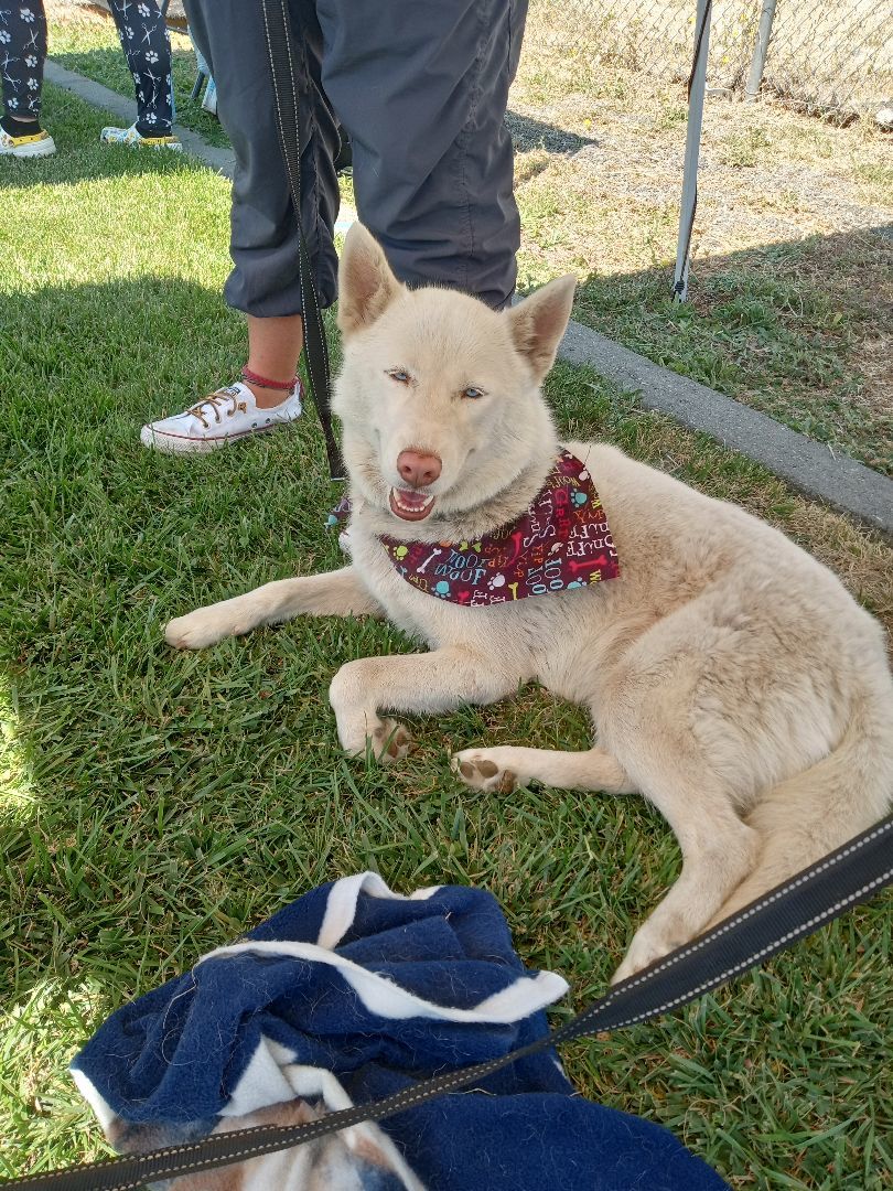 Blossom, an adoptable Samoyed in San Juan Bautista, CA, 95045 | Photo Image 4