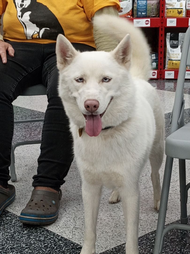 Blossom, an adoptable Samoyed in San Juan Bautista, CA, 95045 | Photo Image 5