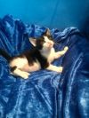 Bitzy photo 1