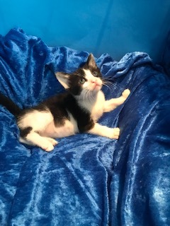 Bitzy, Baby Female unknown