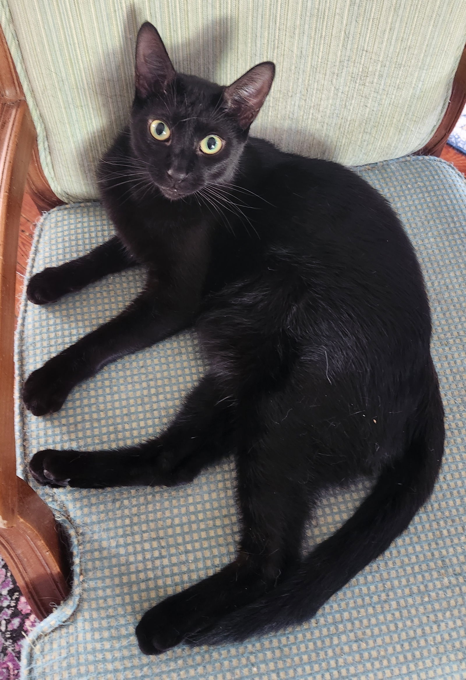 Sean, an adoptable Domestic Short Hair in Winter Garden, FL, 34787 | Photo Image 2