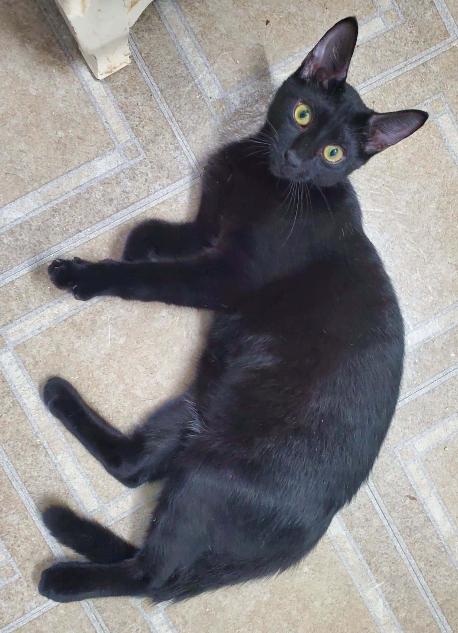 Sean, an adoptable Domestic Short Hair in Winter Garden, FL, 34787 | Photo Image 3