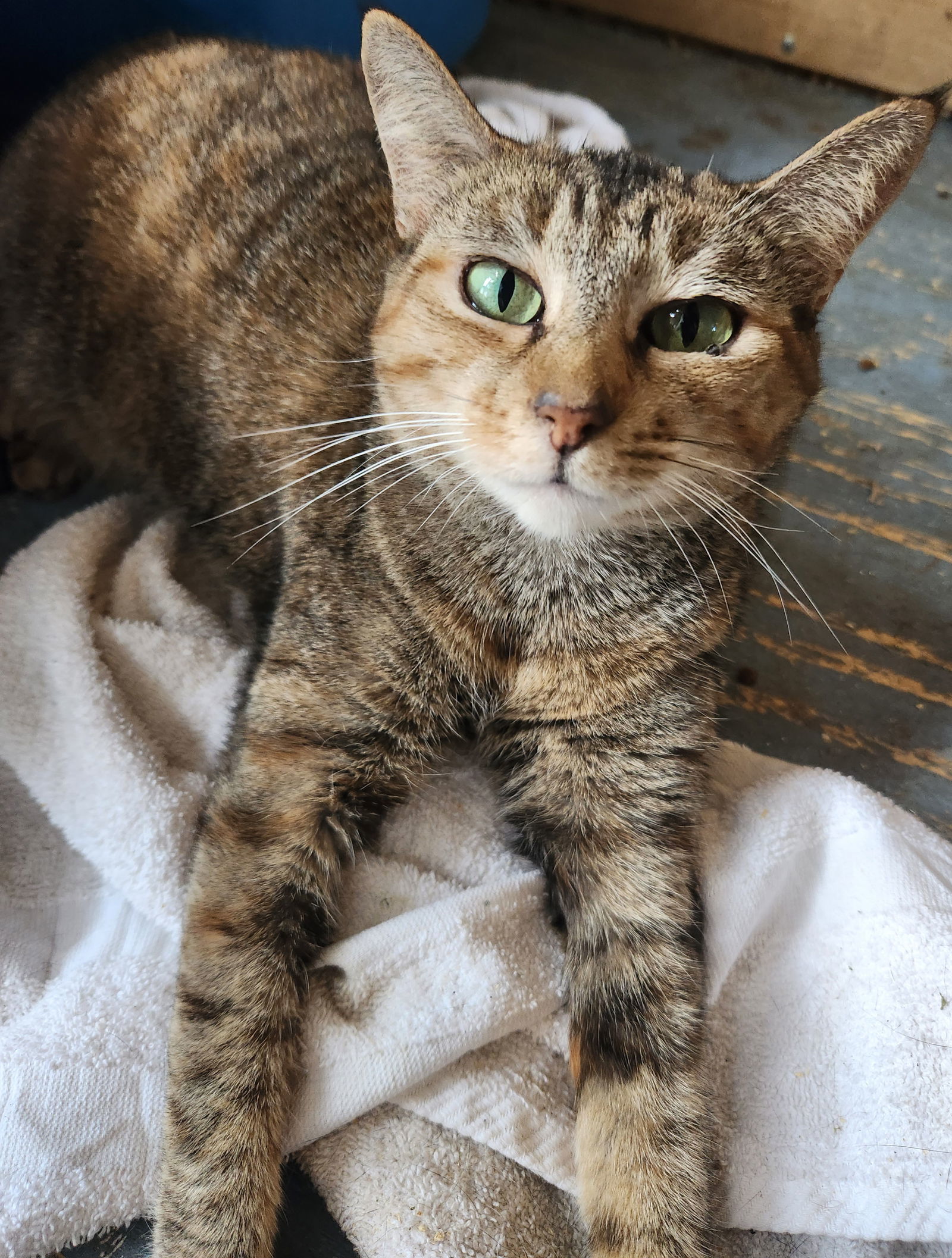 Alexis, an adoptable Domestic Short Hair in Winter Garden, FL, 34787 | Photo Image 1