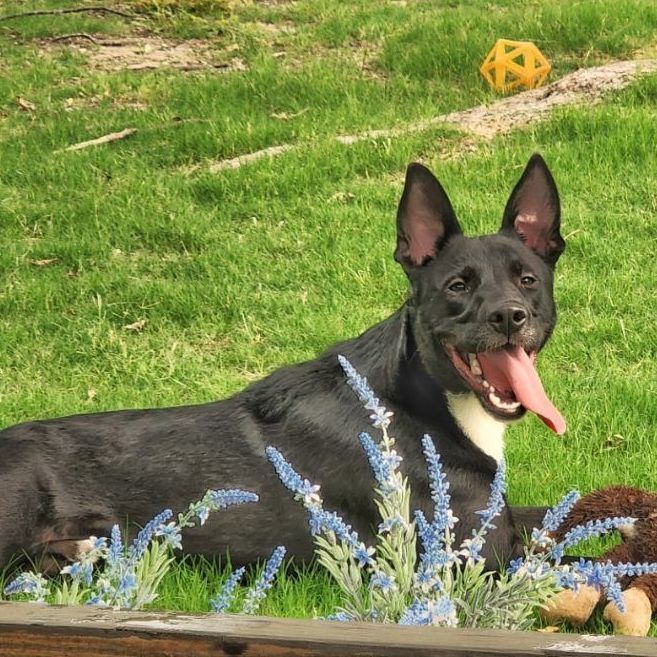 Oreo, an adopted Labrador Retriever & Husky Mix in Allen, TX_image-6