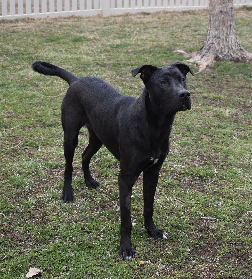 Beckitt, an adoptable Labrador Retriever in Auburn, NE, 68305 | Photo Image 3