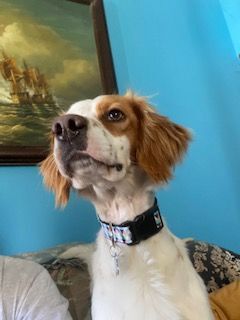 Chester, an adoptable English Setter in Topping, VA_image-1