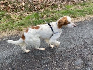 Chester, an adoptable English Setter in Topping, VA_image-3
