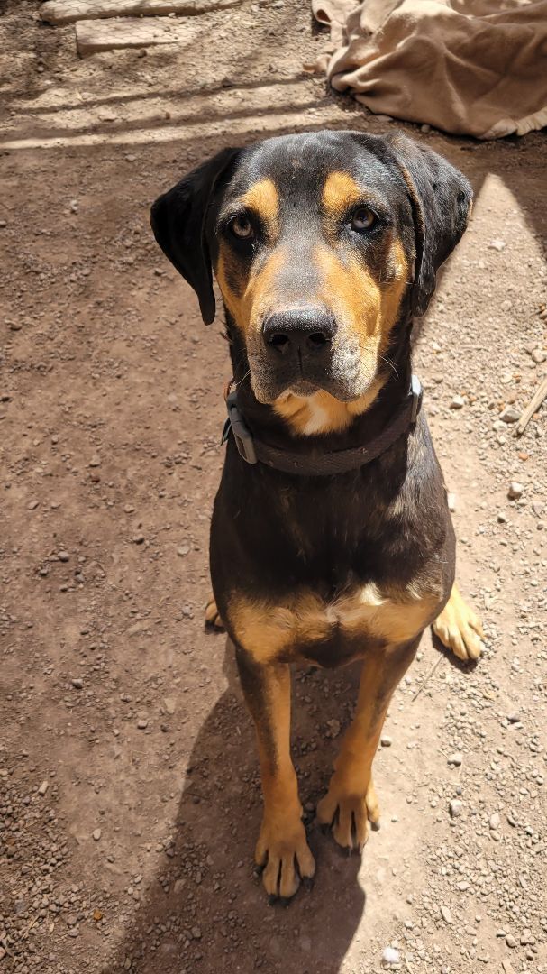 Rottweiler catahoula sale mix puppies