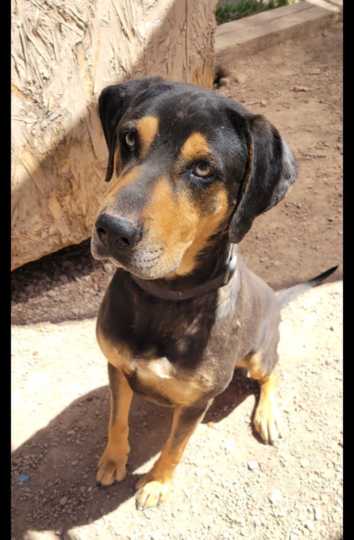 Catahoula rottweiler hot sale