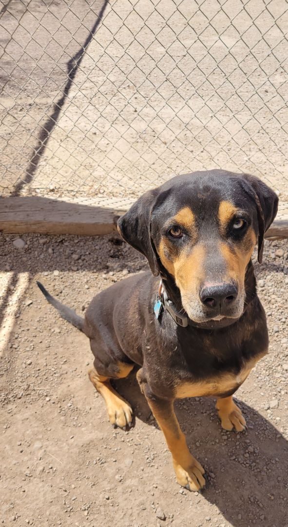 Rottweiler catahoula cheap mix puppies