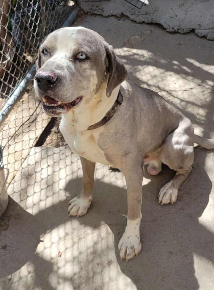 Nogales sales dog pound