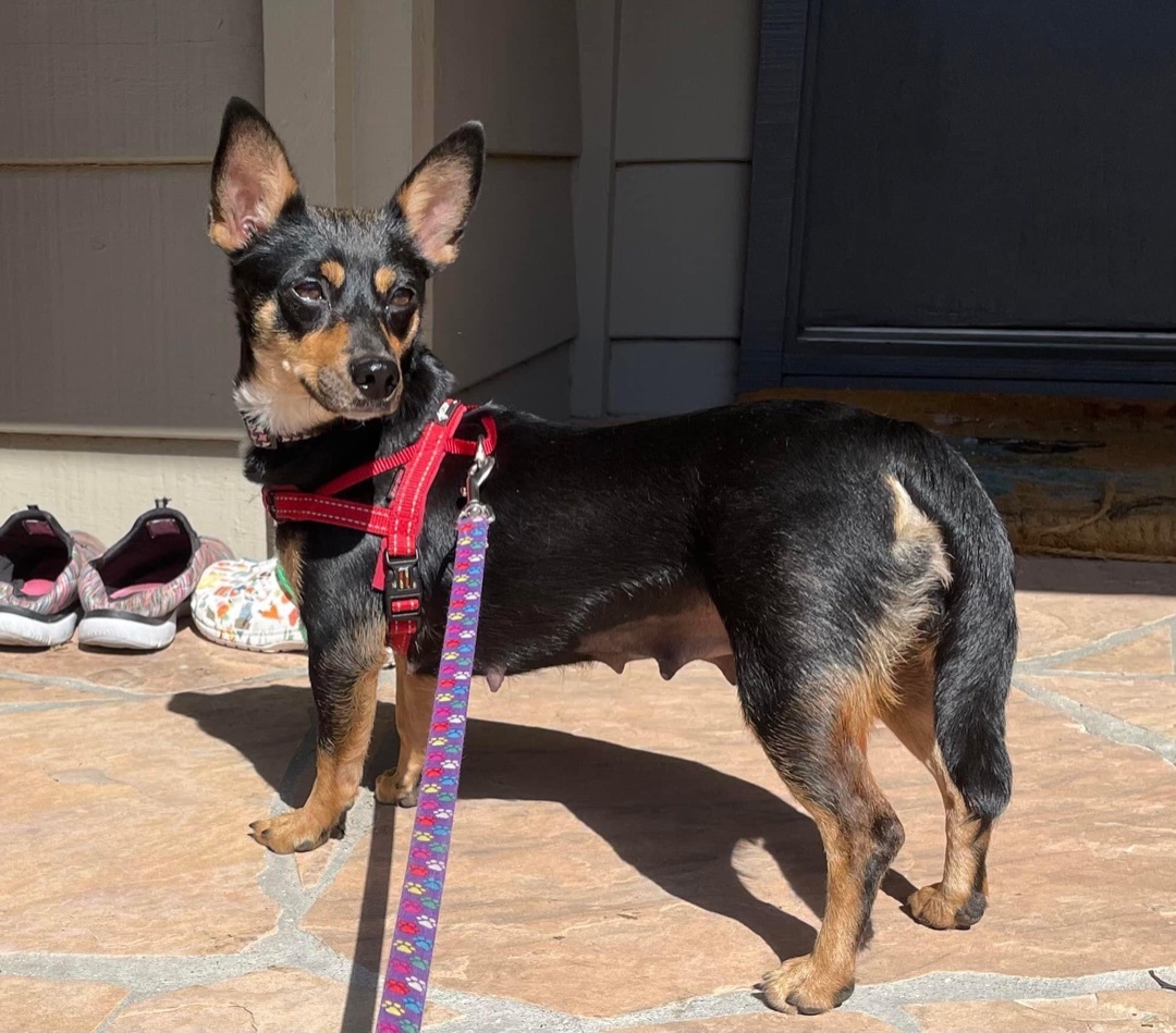 Lia, an adoptable Chihuahua, Miniature Pinscher in Concord, CA, 94518 | Photo Image 2
