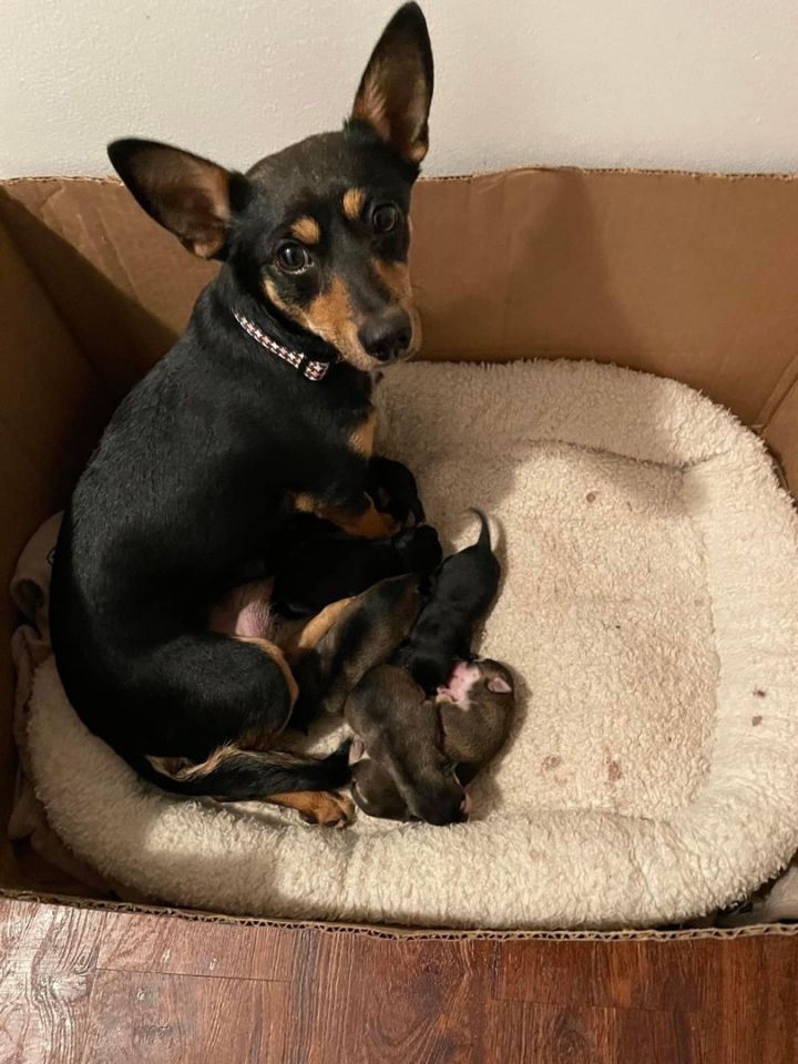 Chihuahua mini pinscher hot sale mix for sale