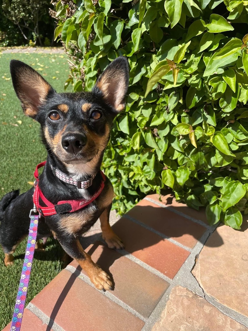 Miniature pinscher hot sale with chihuahua