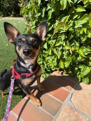 Border collie store miniature pinscher mix