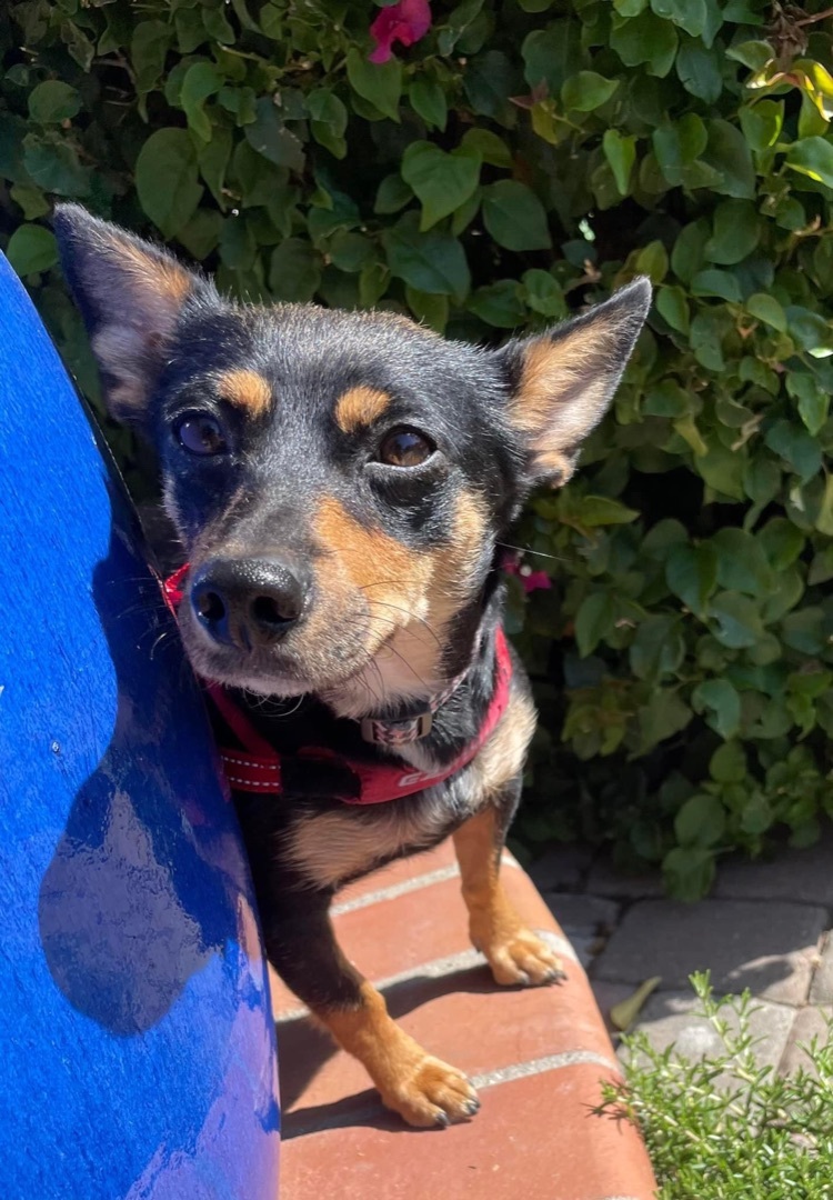 Lia, an adoptable Chihuahua, Miniature Pinscher in Concord, CA, 94518 | Photo Image 4