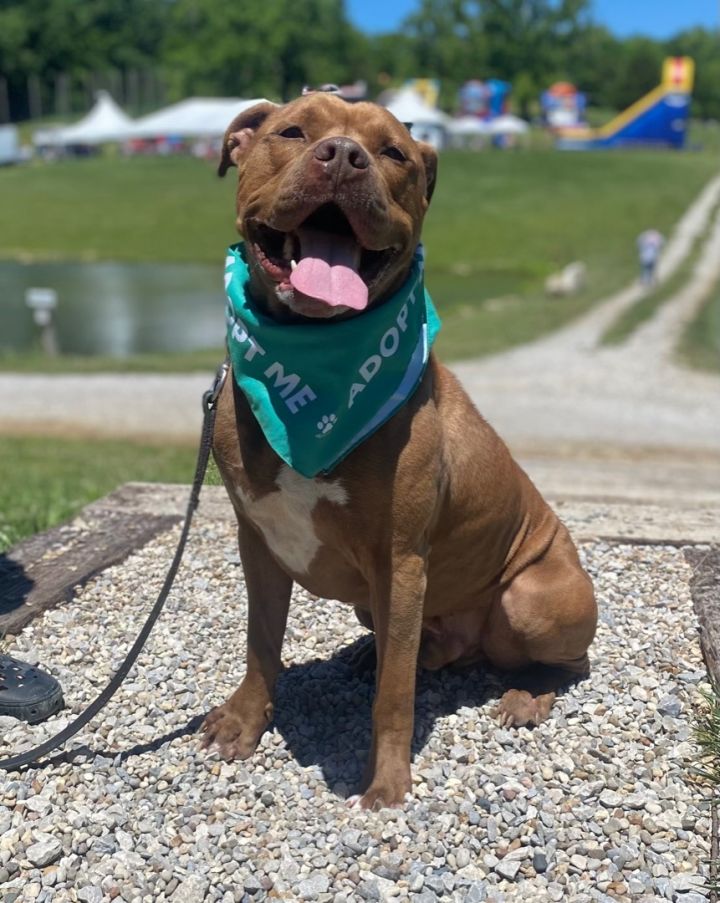 Ace, an adoptable American Staffordshire Terrier Mix in Lexington, KY_image-3